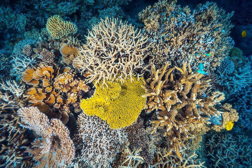 Коралловые рифы описание. Coral Reef Alliance. Коралловые рифы новой Гвинеи. Фриформ коралловые рифы. Буги-вуги коралловые рифы.