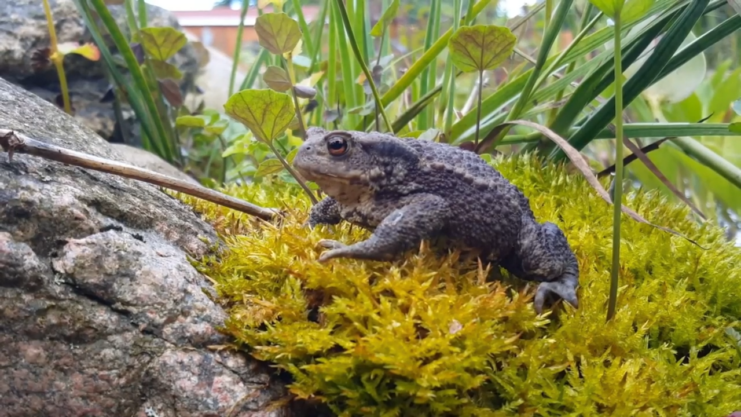 American Bullfrogs