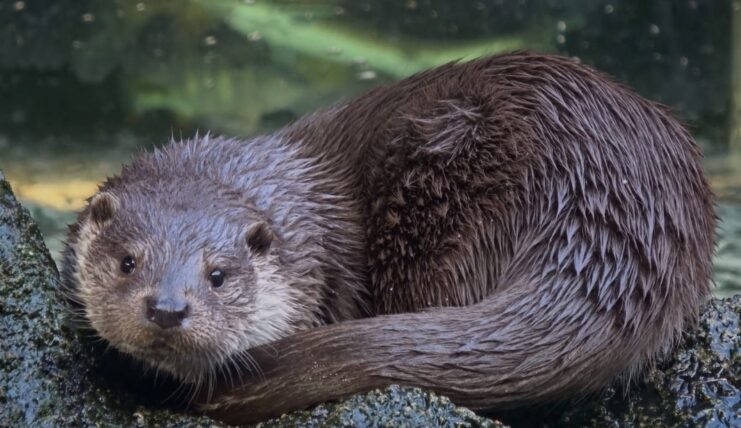 Dark Side of Otters