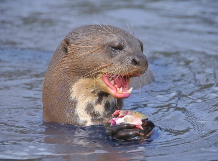 Giant otter