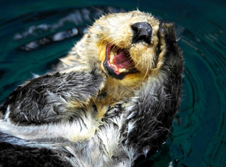 Happy sea otter