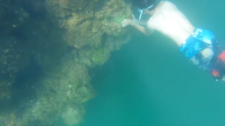 Harvesting Sea Grape