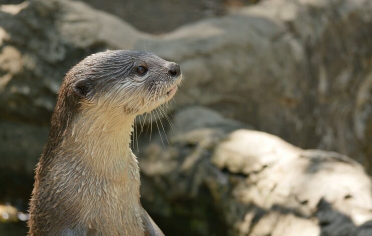 Otter Conservation Efforts