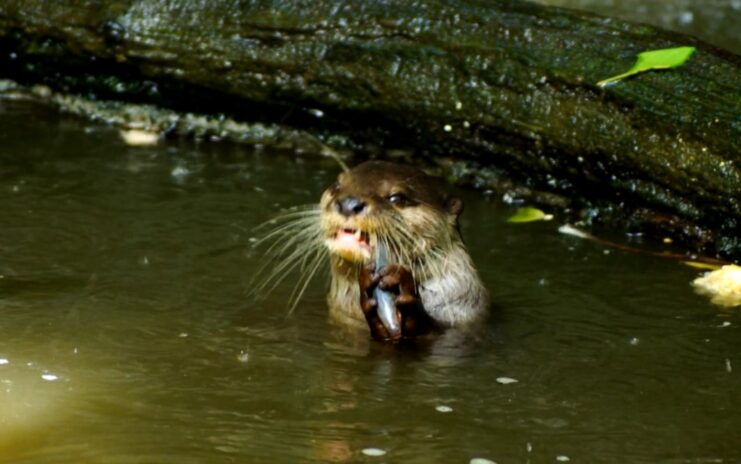 Otter Impacts on Ecosystems