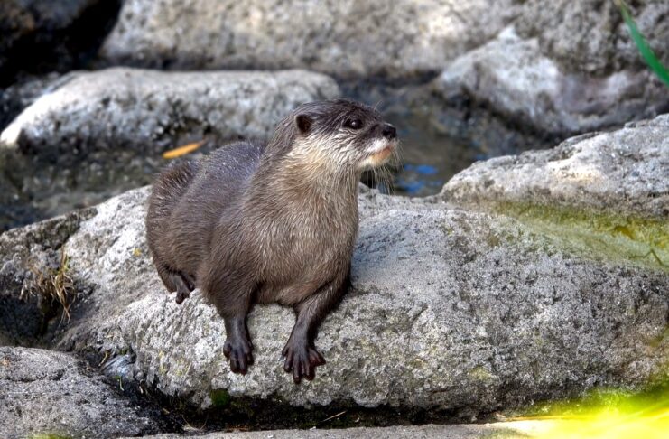 Otter Mating with Other Species