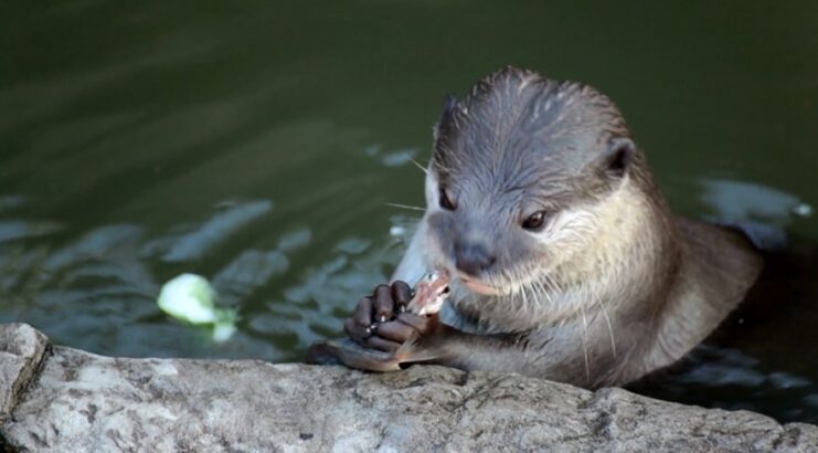 Otters play role