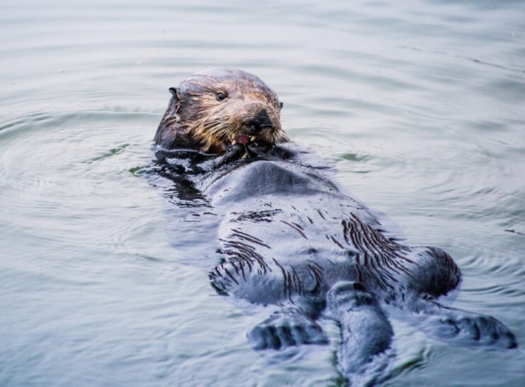 Sea Otters