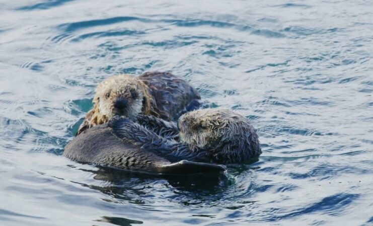 Sea Otters Conservation Efforts