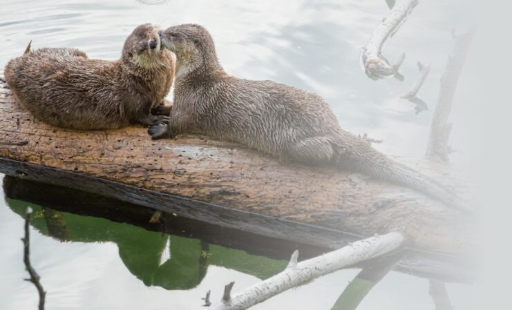 Sea Otters Mating