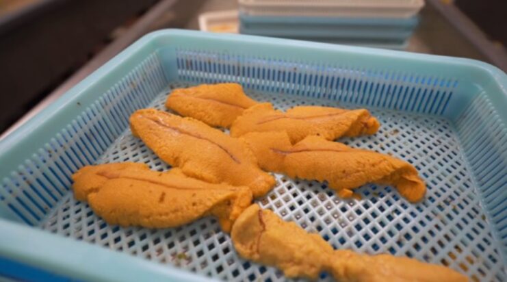 What is Uni: A Complete Guide to Sea Urchin • Harbor Fish Market