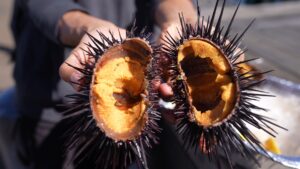 Sea Urchins texture