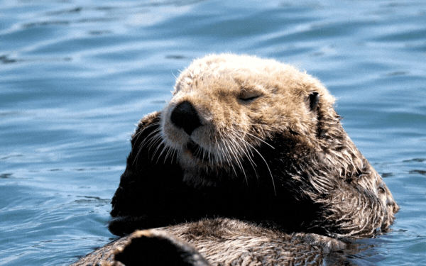 Sea otter bath in water