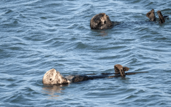 Sea otters swimming