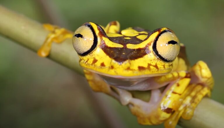 happy frog