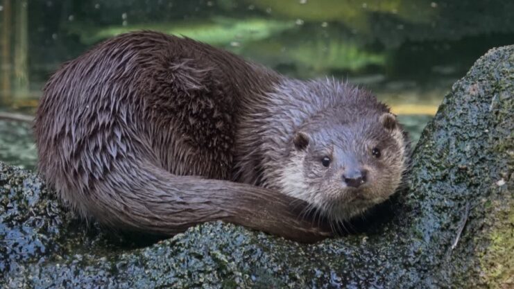 otters in aquatic environments