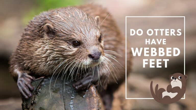 otters webbed feet