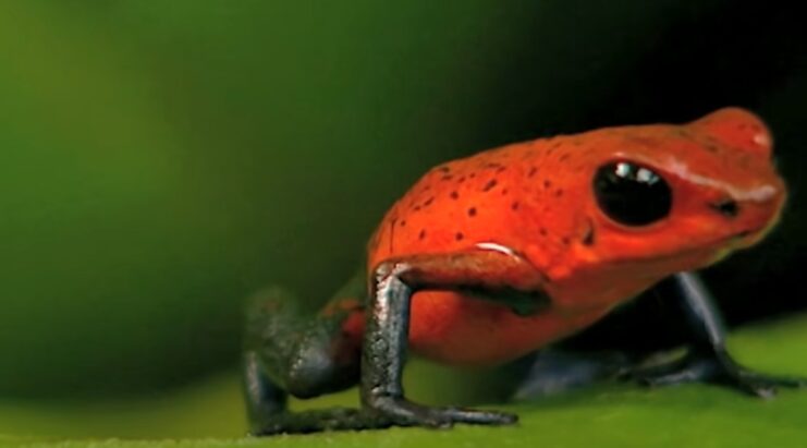 red frog