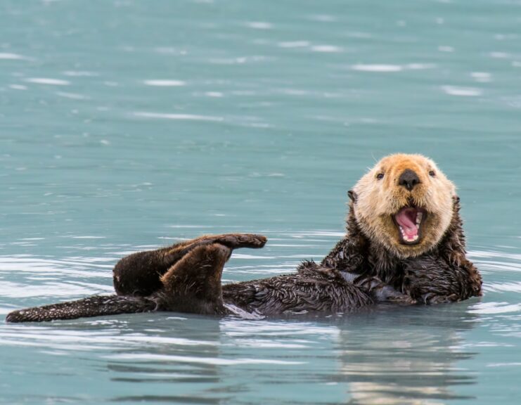 sea otter