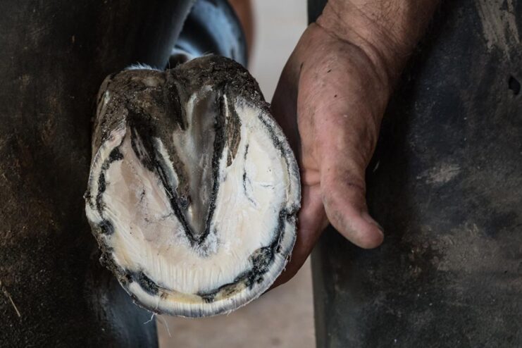 Horse Hooves Common Diseases and Disorders