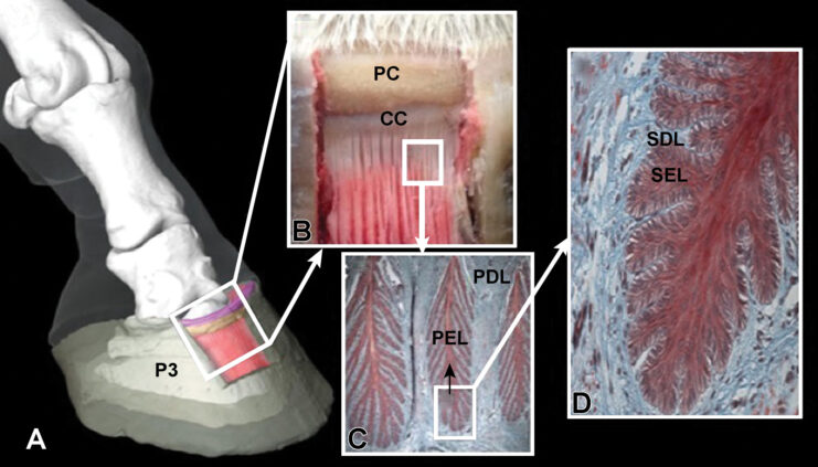 Horse Hooves Growth and Regeneration