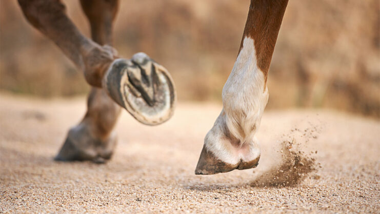 Horse Hooves and Keratin as The Building Block