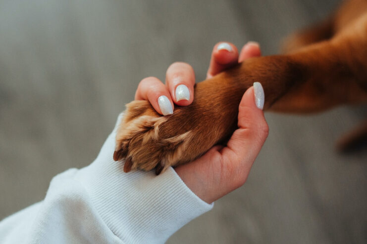 The Bond Between You and Your Dog