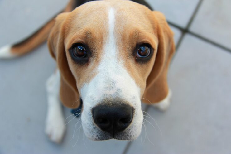 Dog Begging Friend Puppy Pet Beagle Animal Cute
