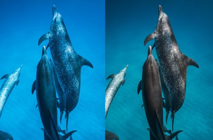 Importance of Color and Contrast when photographing underwater