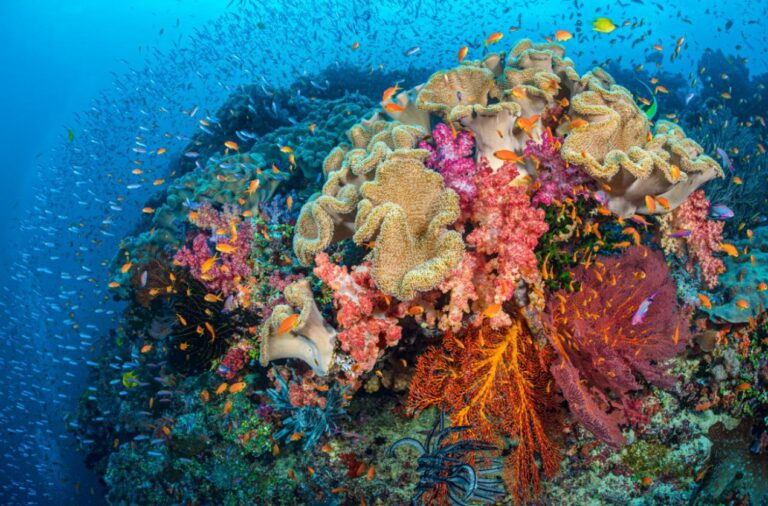Photo Book of Your Best Coral Reef Shots