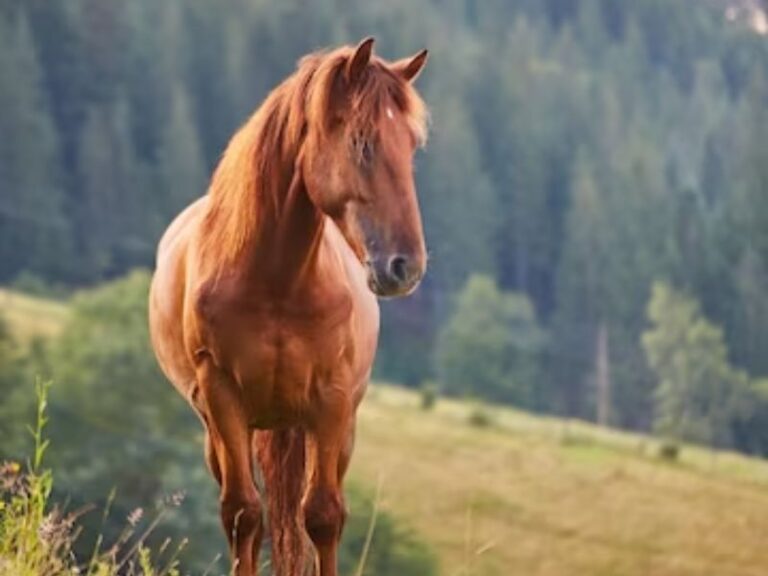horse in wild nature