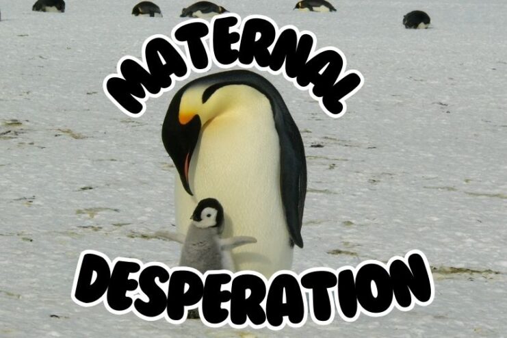 Maternal Desperation