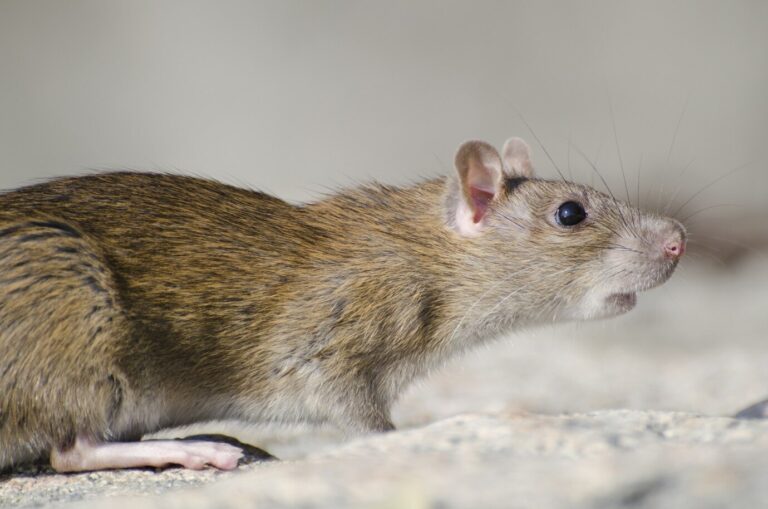rat-proof your home