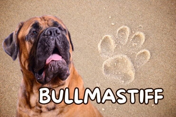 Playful Bullmastiff