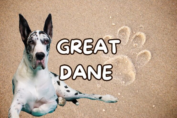 Playful Great Dane