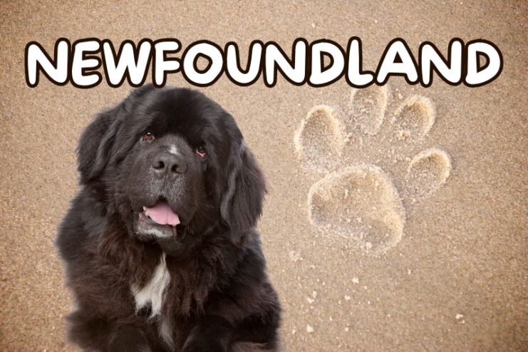 Playful Newfoundland