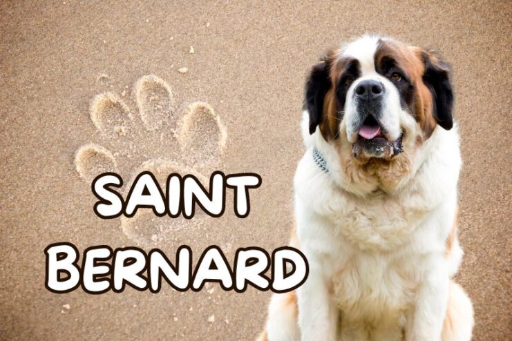 Playful Bernard
