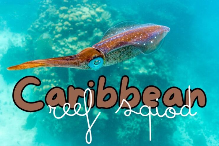 Colour Changing Caribbean Reef Squid