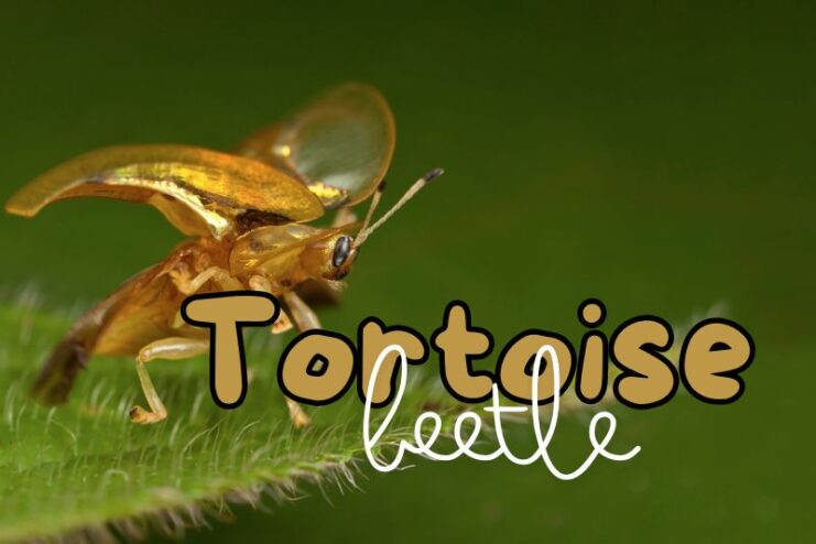 Colour Changing Golden Tortoise Beetle