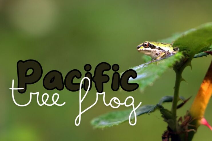 Colour Changing Pacific Tree Frog
