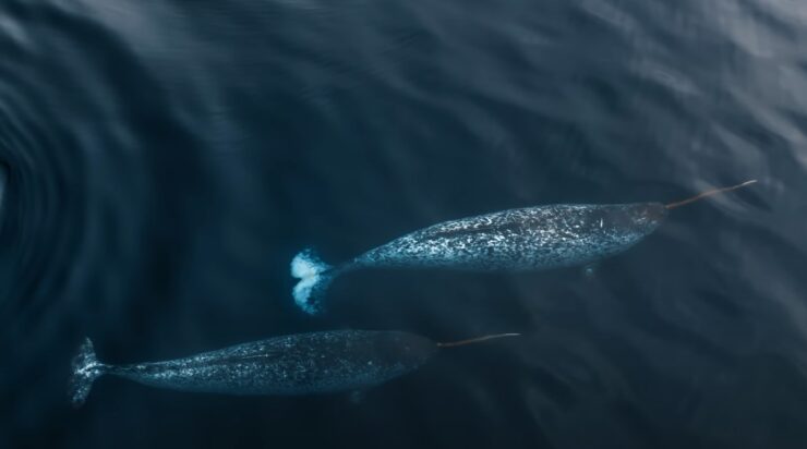 Top 10 Animals Found In Arctic Region Icran