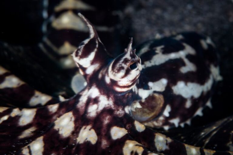 A Colour Chaning Octopus Hiding Deep Underwater