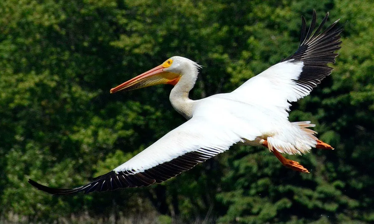 Unmasking the Dark Side of Otters: Surprising and Disturbing Facts